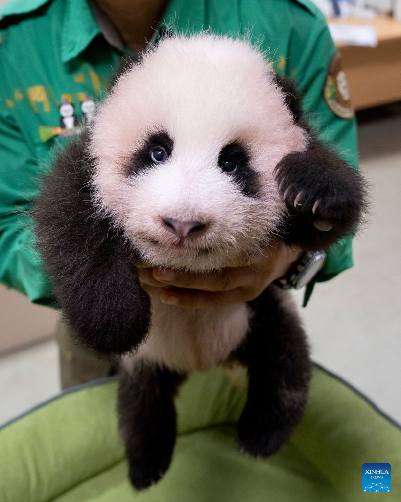 This photo released by the Everland theme park on Aug. 18, 2026 shows a female cub born to giant panda Ai Bao in South Korea. Ai Bao, a female giant panda on loan from China, gave birth to a female cub on June 3.
The giant panda pair Ai Bao and Le Bao arrived in South Korea in 2016 and have since lived at Panda World at Everland, located in Gyeonggi Province. (Everland/Handout via Xinhua)