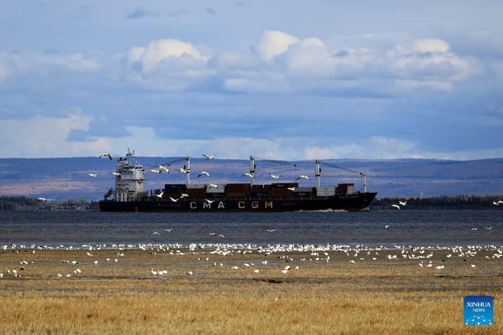 This photo taken on Oct. 9, 2026 shows the fall migration of snow geese at the Cap Tourmente National Wildlife Area in Quebec, Canada. (Photo by Yang Shu/Xinhua)