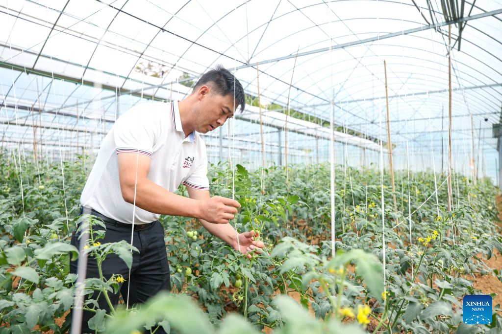 A farmer tends tomato seedlings at a greenhouse in Shiquan Village of Shihao Town in Qijiang District, southwest China's Chongqing, Sept. 15, 2026.
After the Zunyi Meeting in 1935, more than 8,000 Red Army soldiers were stationed overnight in Qijiang, creating a valuable opportunity for the first crossing of the Chishui River during the Long March.
Leveraging its rich red history, Qijiang is committed to developing red tourism, while steadily advancing rural revitalization by building vegetable, breeding, and clothing industries. (Xinhua/Huang Wei)