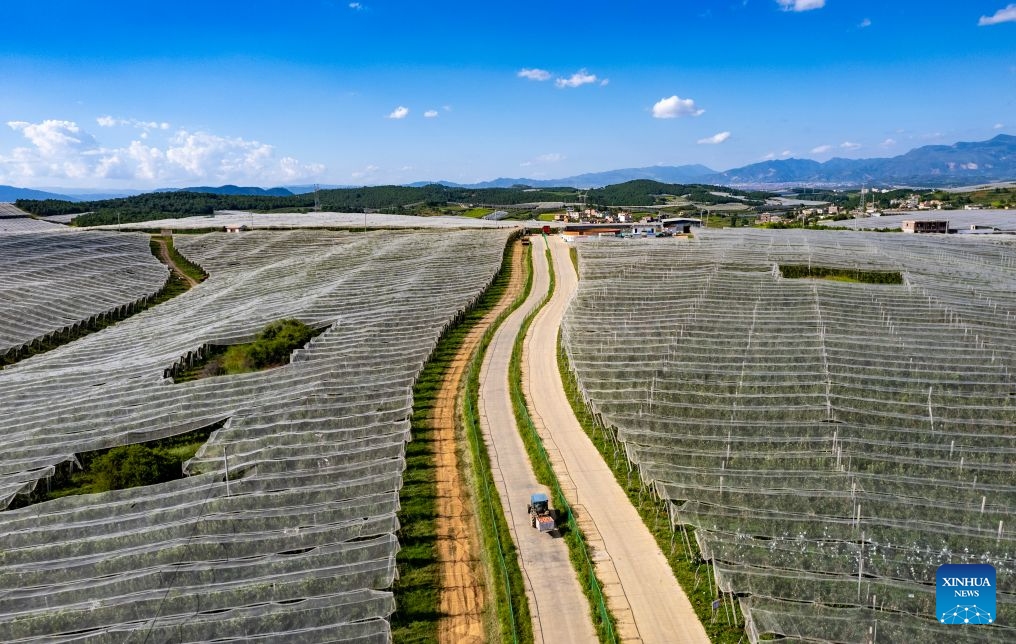 An aerial drone photo taken on Aug. 13, 2026 shows a view of an apple planting and processing base in Zhaotong City, southwest China's Yunnan Province. The early-season apples grown in Zhaotong hit the market in recent days, some 20 to 30 days earlier than common varieties. The city has an apple planting area of 850,000 mu (about 57,000 hectares), including 196,300 mu (about 13,090 hectares) dedicated to early-season varieties. (Xinhua/Chen Xinbo)