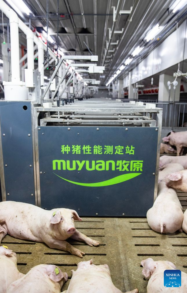 This photo taken on Sept. 7, 2026 shows the inside of a pig farm at a pig-breeding center in Zhengzhou, central China's Henan Province. The pig-breeding center of Muyuan Foods Group Co., Ltd. covers a total area of 186.67 hectares, including 13 multi-storey pig farms. (Xinhua/Zhang Fan)