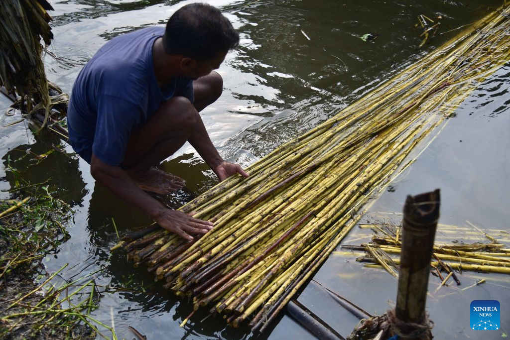 A farmer extracts jute fibres from decomposed jute plants in Nagaon District of India's northeastern state of Assam on Sept. 16, 2026. (Str/Xinhua)