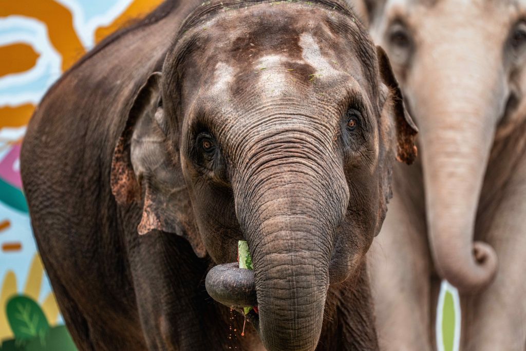 Yangniu, a rescued Asian elephant, eats watermelons at its birthday party at the Asian Elephant Breeding and Rescue Center in Xishuangbanna Dai Autonomous Prefecture, southwest China's Yunnan Province, Aug. 12, 2026. The Asian Elephant Breeding and Rescue Center in Xishuangbanna celebrated the birthday of Asian elephant Yangniu on Wednesday on the occasion of World Elephant Day. Since it was rescued 11 years ago, Yangniu has been taken good care of by full-time breeders. (Xinhua/Hu Chao)