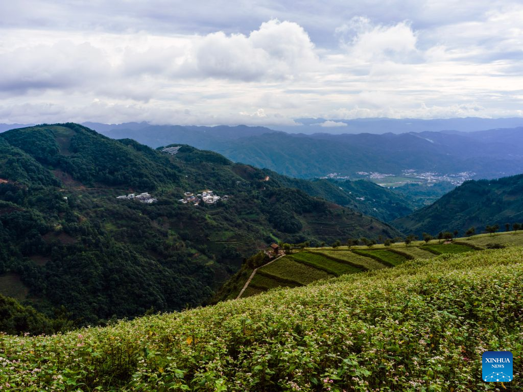 This photo taken on July 24, 2026 shows a view of the buckwheat planting project with a tea garden in the background in Zhonghe Village of Lincang City, southwest China's Yunnan Province. Seizing the opportunity of rural revitalization, Zhonghe Village of Lincang City has dedicated itself to fostering the buckwheat industry in recent years. Supported by a team from Sun Yat-sen University and a local planting and breeding cooperative, a buckwheat planting project has been running smoothly in the village. The project has promoted the in-depth integrated development of agriculture, culture and tourism, which has helped the village explore a characteristic development path for rural revitalization. (Photo by Lan Hongguang/Xinhua)