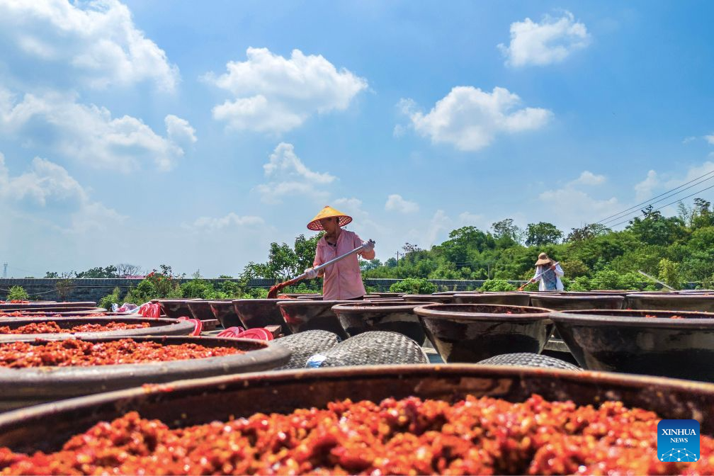 Staff members operate at an airing field for chili sauce in Yongfeng Subdistrict of Shuangfeng County, Loudi City of central China's Hunan Province, Aug. 16, 2026. As one of China's protected geographical indication products, chili sauce made in Yongfeng Subdistrict boasts a history of several centuries. (Photo by Li Jianxin/Xinhua)