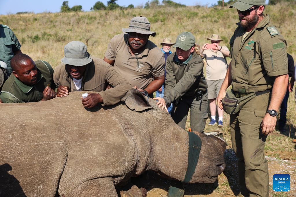 Park officers take part in a dehorning operation on a white rhino at Hluhluwe-iMfolozi Park in KwaZulu-Natal Province, South Africa, Aug. 19, 2026. (Xinhua/Chen Wei)