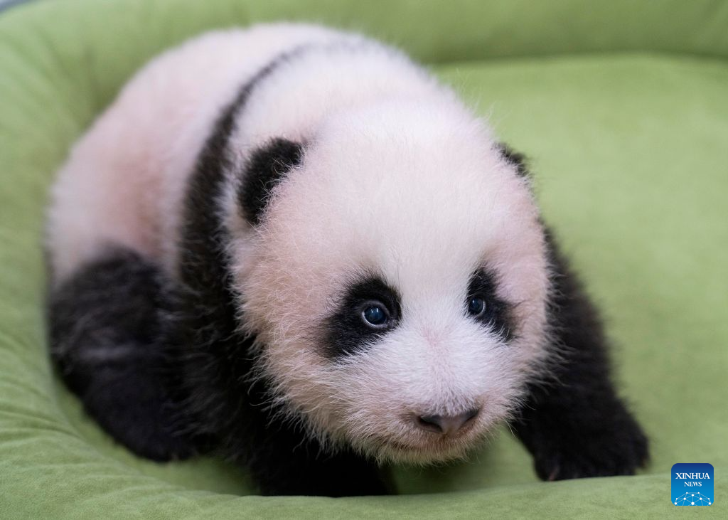 This photo released by the Everland theme park on Aug. 18, 2026 shows a female cub born to giant panda Ai Bao in South Korea. Ai Bao, a female giant panda on loan from China, gave birth to a female cub on June 3.
The giant panda pair Ai Bao and Le Bao arrived in South Korea in 2016 and have since lived at Panda World at Everland, located in Gyeonggi Province. (Everland/Handout via Xinhua)