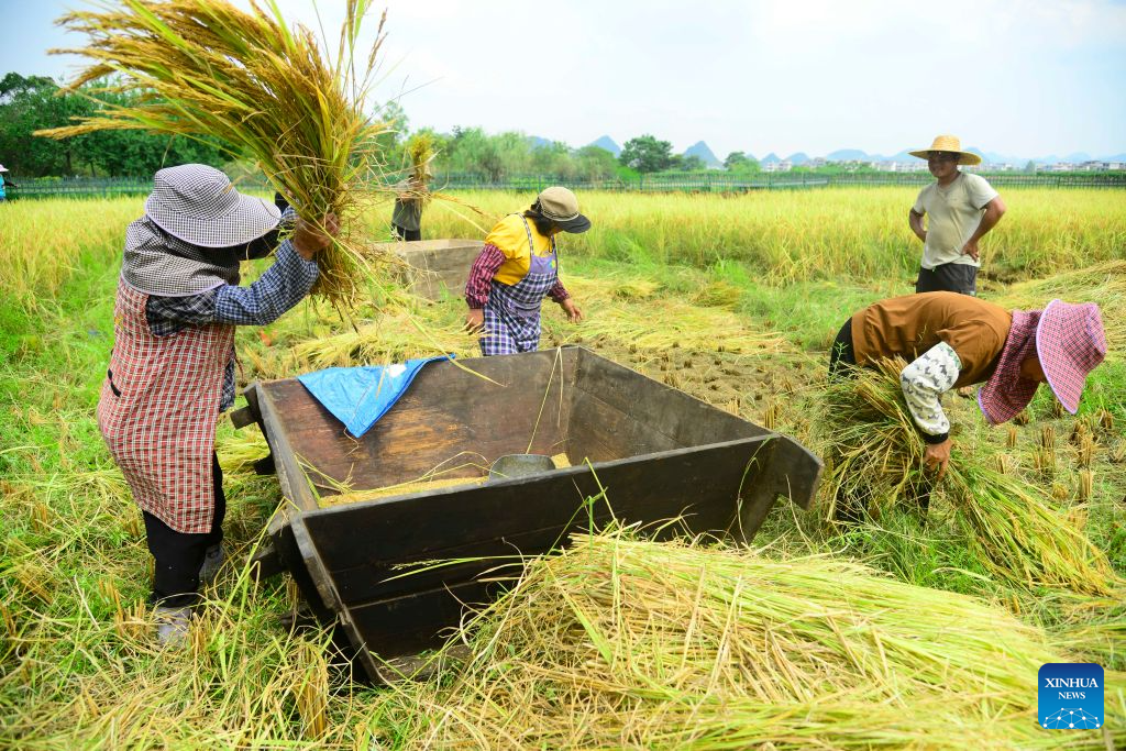 Farmers are pictured in a rice harvest competition at Huaping Village of Hezhou City, south China's Guangxi Zhuang Autonomous Region, on Aug. 8, 2026. (Photo by Huang Xuhu/Xinhua)