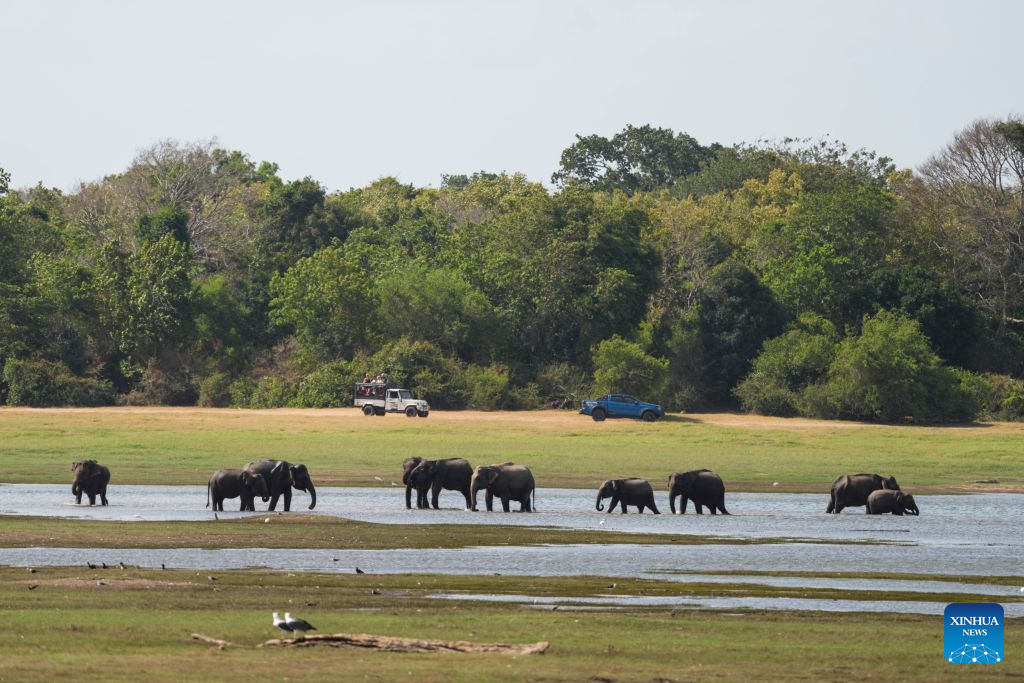 Wild Asian elephants are seen at Kaudulla National Park in Kaudulla, Sri Lanka, July 29, 2026. Hundreds of Asian elephants gather at the national park during the annual dry season, creating one of Sri Lanka's most remarkable wildlife spectacles. (Photo by Thilina Kaluthotage/Xinhua)