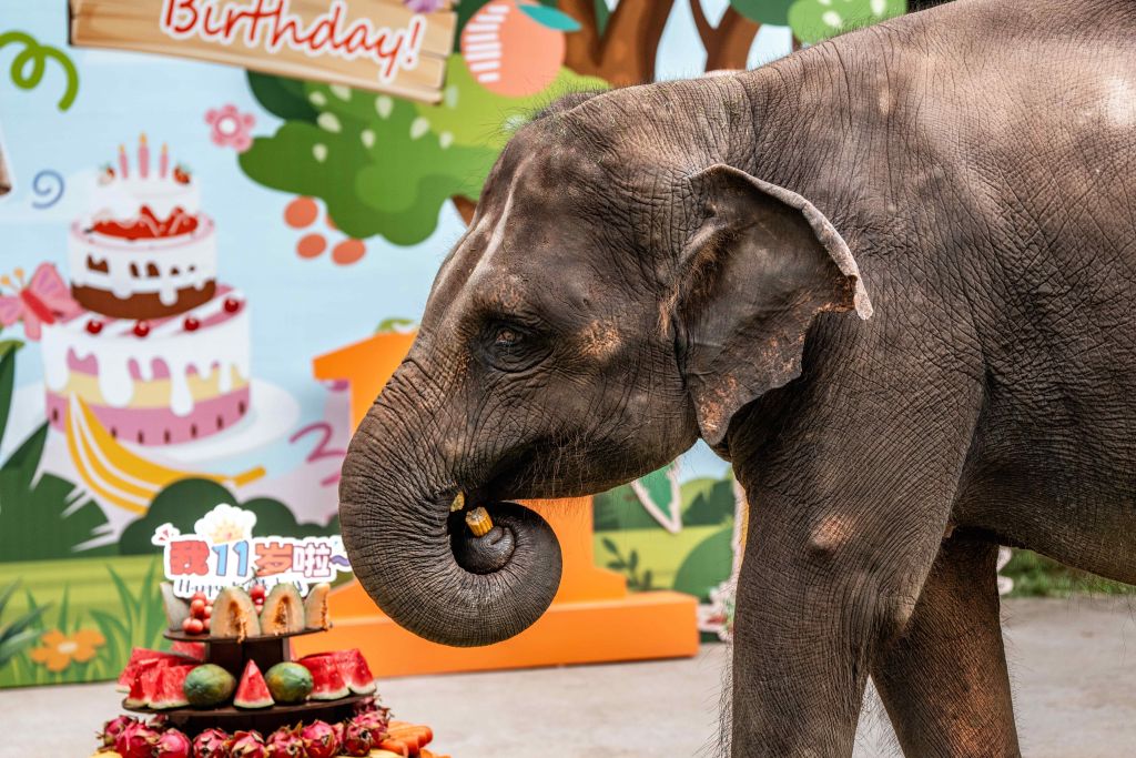 Yangniu, a rescued Asian elephant, eats corns at its birthday party at the Asian Elephant Breeding and Rescue Center in Xishuangbanna Dai Autonomous Prefecture, southwest China's Yunnan Province, Aug. 12, 2026. The Asian Elephant Breeding and Rescue Center in Xishuangbanna celebrated the birthday of Asian elephant Yangniu on Wednesday on the occasion of World Elephant Day. Since it was rescued 11 years ago, Yangniu has been taken good care of by full-time breeders. (Xinhua/Hu Chao)