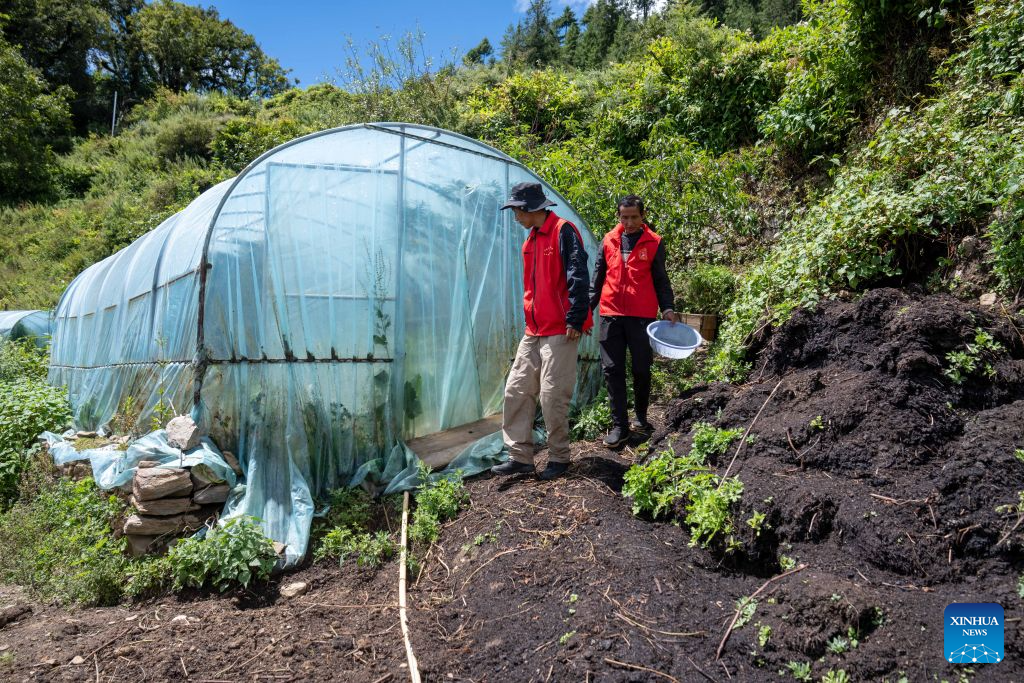 Rescuers check on a greenhouse in mudslide-affected Gyirong County, southwest China's Xizang Autonomous Region, Sept. 1, 2026. A deadly mudslide, caused by an ice-rock avalanche in Nepal on Aug. 26, 2026, led to interruption of roads, communication and power around the Gyirong Port in Gyirong County. Saleb Township of the county is close to the source of this mudslide disaster, and residents of three villages in the township have been quickly evacuated to safe areas after the disaster.

However, the villagers are worried about their poultry, livestock and farmland. Rescuers from the Saleb Township went to the evacuated villages at regular intervals every day to help the villagers feed their poultry and livestock, patrol the villages, and safeguard their property. (Xinhua/Tenzing Nima Qadhup)