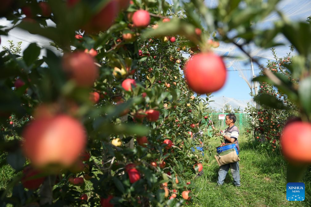 A farmer picks apples at an apple planting and processing base in Zhaotong City, southwest China's Yunnan Province, Aug. 13, 2026. The early-season apples grown in Zhaotong hit the market in recent days, some 20 to 30 days earlier than common varieties. The city has an apple planting area of 850,000 mu (about 57,000 hectares), including 196,300 mu (about 13,090 hectares) dedicated to early-season varieties. (Xinhua/Chen Xinbo)