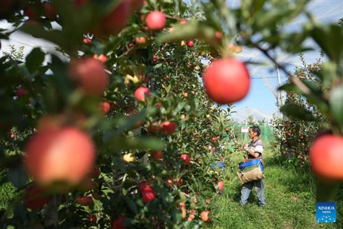 globaltimes.cn - Xinhua - Early-season apples hit market in Zhaotong, China's Yunnan