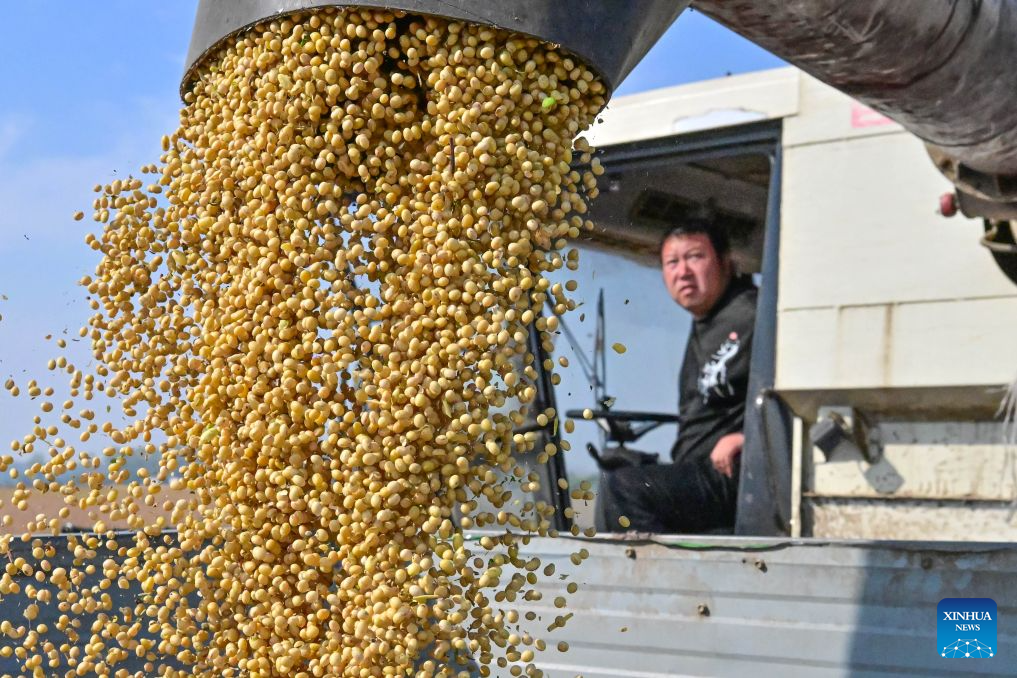 An agricultural machinery operator loads harvested soybeans into a transport vehicle at Baimasi Town of Luoyang City, central China's Henan Province, Oct. 8, 2026. Autumn crops, the mainstay of China's annual grain production, are now being harvested. According to the Ministry of Agriculture and Rural Affairs, China is on track for a bumper grain harvest in 2026, thanks to steady progress in agricultural and rural modernization. (Photo by Li Weichao/Xinhua)