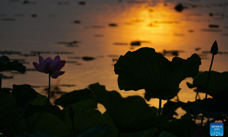 Lotus flowers are seen on the East Lake in Wuhan, central China's Hubei Province, June 14, 2026. As summer unfolds, East Lake scenic area in Wuhan presents a vibrant ecological landscape with lotus flowers in full bloom and water birds perching across the area. Adhering to the concept of ecological priority and green development, Wuhan has improved the water quality and enriched the biodiversity of East Lake, presenting an epitome of the city's efforts in pursuing green development under the Beautiful China Initiative. (Xinhua/Shen Hongbing)

