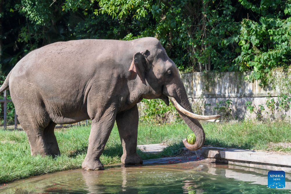 An elephant enjoys watermelon at the Chongqing Zoo in southwest China's Chongqing Municipality, July 23, 2026. The zoo has taken various measures to cool the animals off and to keep them comfortable during the summer heat here. (Xinhua/Tang Yi)