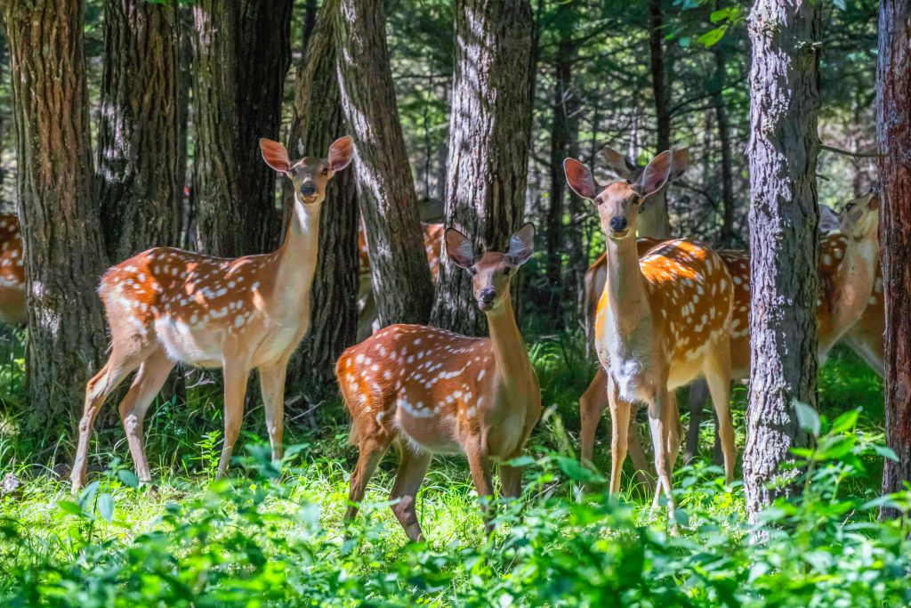 Sika deer are pictured at the Xiandongshan sika deer national nature reserve in Qiqihar, northeast China's Heilongjiang Province, Aug. 19, 2026. (Photo by Wang Yonggang/Xinhua)