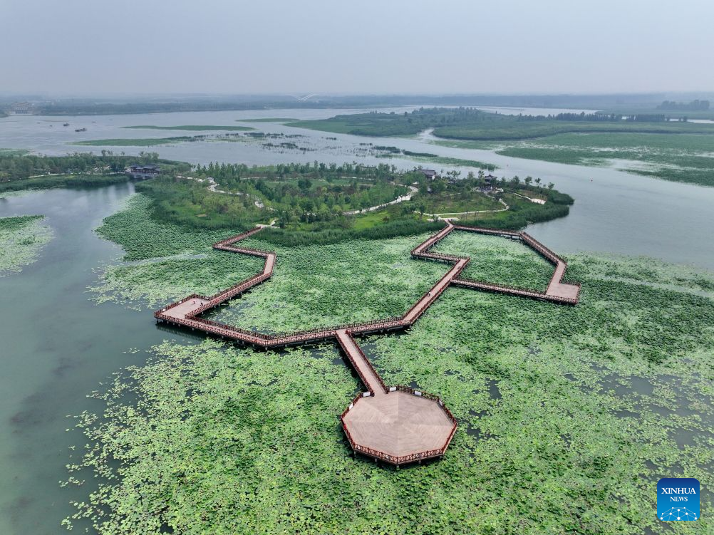 An aerial drone photo taken on June 24, 2026 shows a view of Baiyangdian Lake in Xiong'an New Area, north China's Hebei Province. Since the establishment of Xiong'an New Area, Baiyangdian Lake has undergone large-scale ecological restoration efforts, including pollution control, dredging, ecological water replenishment and wetland restoration. The lake's water quality reached Grade III under China's surface water quality standards in 2021 and has remained stable at that level for five consecutive years. (Xinhua/Mu Yu)
