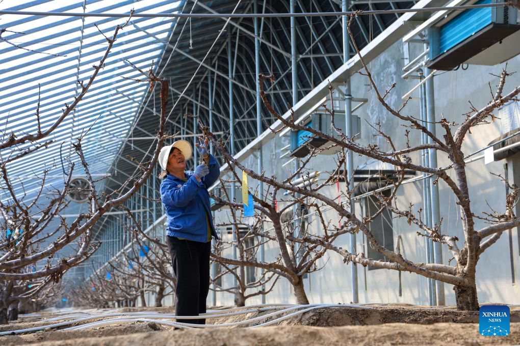 A staff member works at a greenhouse for cherry cultivation at the Xinfa modern agricultural industrial park in Chiping District of Liaocheng City, east China's Shandong Province, Sept. 15, 2026. Since the start of this year, local authorities in Chiping District have stepped up efforts to promote smart agriculture, standardized production models and deep industrial integration, boosting modern agricultural development and rural revitalization. (Photo by Ma Hongkun/Xinhua)