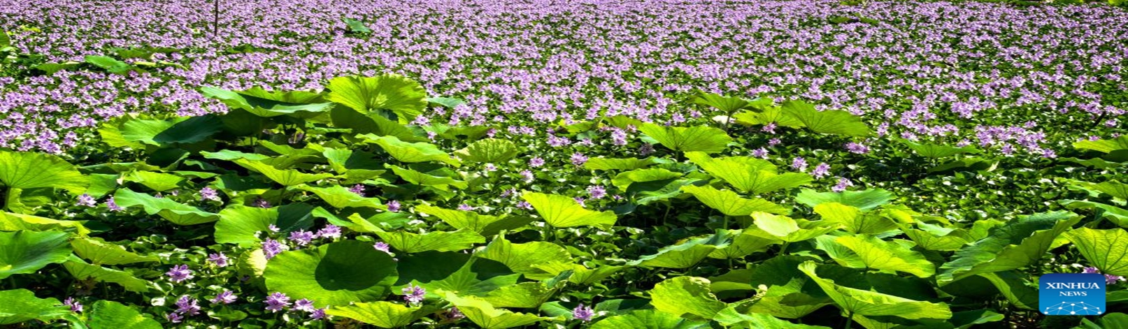This photo taken with a mobile phone shows a view of the East Lake in Wuhan, central China's Hubei Province, June 20, 2026. As summer unfolds, East Lake scenic area in Wuhan presents a vibrant ecological landscape with lotus flowers in full bloom and water birds perching across the area. Adhering to the concept of ecological priority and green development, Wuhan has improved the water quality and enriched the biodiversity of East Lake, presenting an epitome of the city's efforts in pursuing green development under the Beautiful China Initiative. (Xinhua/Shen Hongbing)

