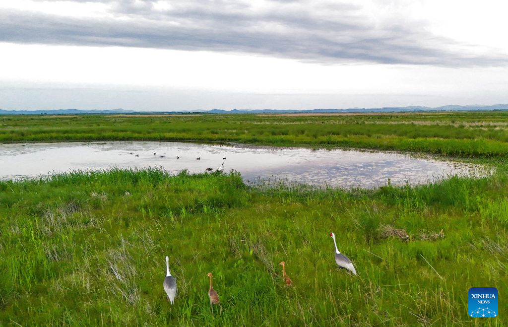 A drone photo taken on June 19, 2026 shows the white-naped cranes foraging with their nestlings at the Sanhuanpao National Nature Reserve in northeast China's Heilongjiang Province. Wetlands and nature reserves in Heilongjiang Province have entered the critical period for the breeding of northbound migratory birds, since the beginning of summer. (Photo by Qu Yubao/Xinhua)