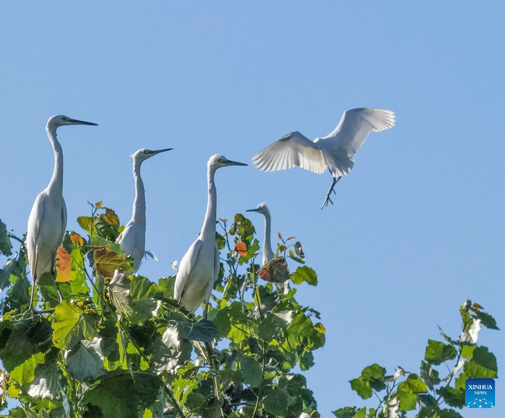 A drone photo taken on Aug. 26, 2026 shows egrets resting on the top of trees near the Shahe River in Zunhua, north China's Hebei Province. In recent years, Zunhua has continuously promoted the dredging of the Shahe River channel, ecological restoration of the riverbank, and control of agricultural non-point source pollution. A total of 12.6 kilometers of wetland buffer zones have been built, and 38 hectares of waterfront plant communities have been restored, providing a favorable environment for migratory waterbirds such as egrets, night herons, and herons to inhabit and breed. (Photo by Liu Mancang/Xinhua)
