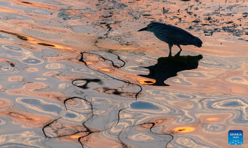 A black-crowned night heron is seen on the East Lake in Wuhan, central China's Hubei Province, May 31, 2026. As summer unfolds, East Lake scenic area in Wuhan presents a vibrant ecological landscape with lotus flowers in full bloom and water birds perching across the area. Adhering to the concept of ecological priority and green development, Wuhan has improved the water quality and enriched the biodiversity of East Lake, presenting an epitome of the city's efforts in pursuing green development under the Beautiful China Initiative. (Xinhua/Shen Hongbing)

