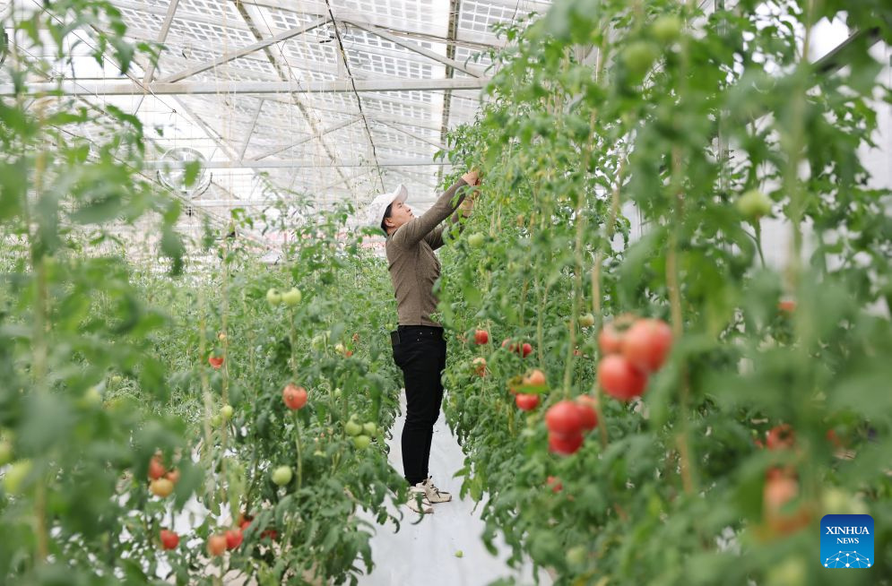 A staff member works inside a water-saving photovoltaic greenhouse in Hongsibu District of Wuzhong, northwest China's Ningxia Hui Autonomous Region, Sept. 20, 2026. Based on local agricultural conditions, farmers in Hongsibu District have built photovoltaic greenhouses, integrating photovoltaic power generation, intelligent temperature control, and precision water-saving technologies. (Xinhua/Liu Yun)