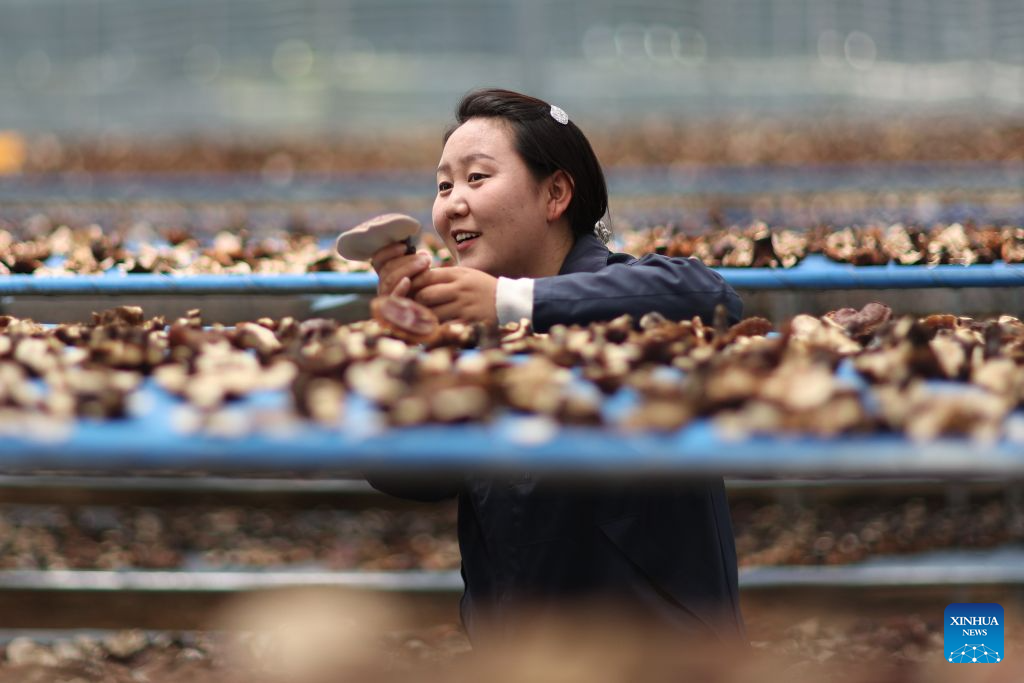A college graduate staff member checks aired white-fleshed Lingzhi mushrooms in a greenhouse in Milin, Nyingchi, southwest China's Xizang Autonomous Region, Sept. 14, 2026. In 2008, Milin County (now Milin City) in Nyingchi registered Nyima's family as a poor household and offered him a 150,000-yuan (about 22,348.95 U.S. dollars) loan. Starting by collecting wild white-fleshed Lingzhi, or Ganoderma leucocontextum, Nyima explored artificial cultivation and built a spawn workshop and a simulated wild cultivation base in 2012.
Nyima's daughter Tsomo graduated from the Central University of Finance and Economics. In 2019, she left her state-owned enterprise job and returned to the demonstration family farm founded by her father. The farm needs college-educated young people, so I came back, she said.
The two generations divide up responsibilities. Father Nyima oversees the whole farm, elder brother Tsering Norbu handles core spawn cultivation technology, and Tsomo focuses on marketing and sales to drive the farm's technological and brand upgrade.
The farm's Lingzhi base and greenhouses cover over 1,000 mu (about 66.7 hectares), with an output value reaching 9.2 million yuan (about 1.37 million U.S. dollars) in 2025. The farm has not only provided 35 stable jobs and hired four local college graduates, but also offered free spawn bags and technical guidance to the villagers. (Xinhua/Jiang Fan)