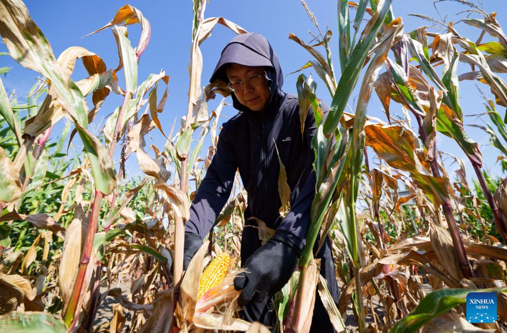 Sun Minghao, a member of a germplasm resource collection and preservation project team, inspects corn plants at a national modern agricultural demonstration zone of Heilongjiang Academy of Agricultural Sciences in Harbin, northeast China's Heilongjiang Province, Sept. 16, 2026. Heilongjiang, China's top grain-producing province, has entered the autumn harvest season. A germplasm resource collection and preservation project team, led by the National Frigid Zone Crop and Soybean Germplasm Resources Mid-term Bank (Harbin), is conducting germplasm collection and research across black soil fields and in laboratories.
Since 2024, the team has collected more than 5,400 crop germplasm resource samples, providing solid scientific and technological support for the high-quality development of Heilongjiang's seed industry. (Xinhua/Zhang Tao)