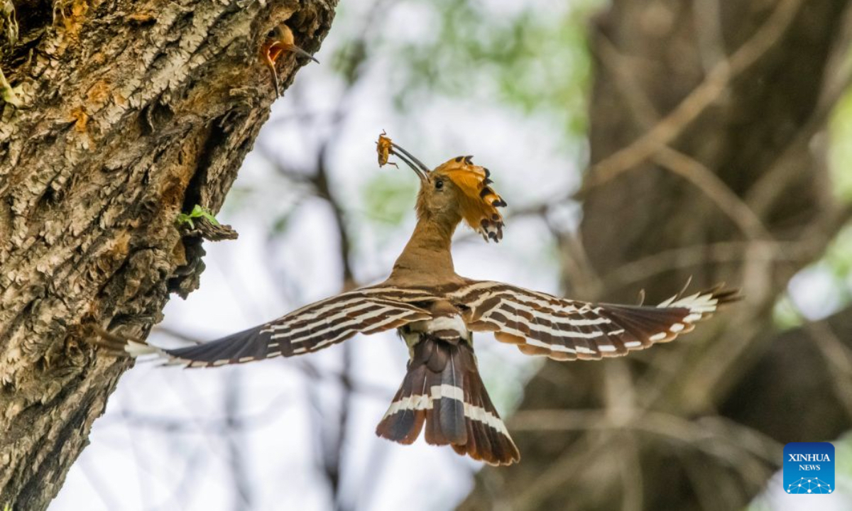 A parent hoopoe feeds its nestling in Qiqihar City, northeast China's Heilongjiang Province, June 14, 2026. Wetlands and nature reserves in Heilongjiang Province have entered the critical period for the breeding of northbound migratory birds, since the beginning of summer. (Photo by Wang Yonggang/Xinhua)