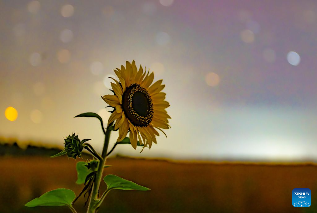 This photo taken on Aug. 7, 2026 shows a sunflower under starry sky at a farming company under Beidahuang Group in northeast China's Heilongjiang Province. (Photo by Qian Boyu/Xinhua)