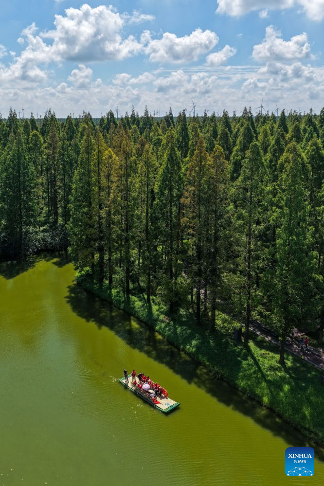 A drone photo taken on Aug. 16, 2026 shows a view of the Dongtai Huanghai Forest Park in Dongtai of Yancheng, east China's Jiangsu Province. (Xinhua/Li Bo)