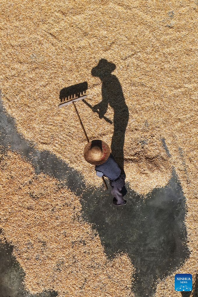 An aerial drone photo taken on Oct. 8, 2026 shows a villager airing autumn grain in his courtyard in Xianfeng County of Enshi Tujia and Miao Autonomous Prefecture, central China's Hubei Province. Autumn crops, the mainstay of China's annual grain production, are now being harvested. According to the Ministry of Agriculture and Rural Affairs, China is on track for a bumper grain harvest in 2026, thanks to steady progress in agricultural and rural modernization. (Photo by Li Weijun/Xinhua)