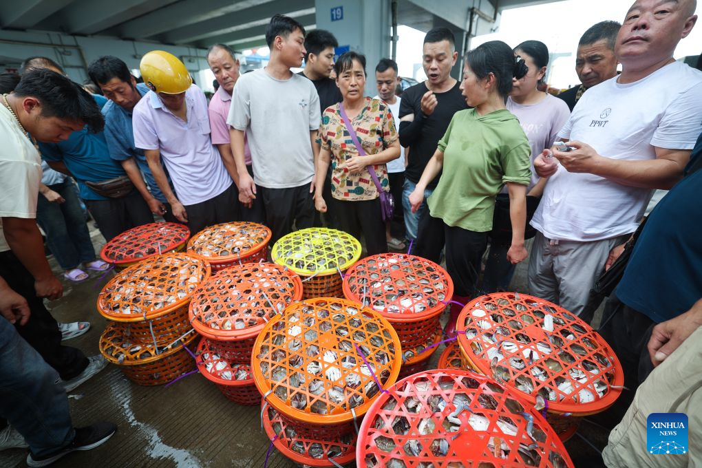 Merchants select fresh swimming crabs at a fishing port of an aquatic products market in Zhoushan City, east China's Zhejiang Province, Aug. 12, 2026. Special licensed fishing vessels set sail for the East China Sea as the summer fishing moratorium was partially lifted on Tuesday. (Xinhua/Xu Yu)