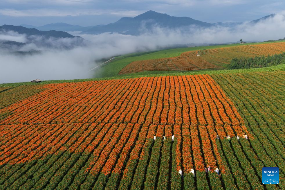 A drone photo taken on Aug. 7, 2026 shows farmers harvesting marigolds at Fenghuang Village of Tengchong City, southwest China's Yunnan Province. (Photo by Gong Zujin/Xinhua)