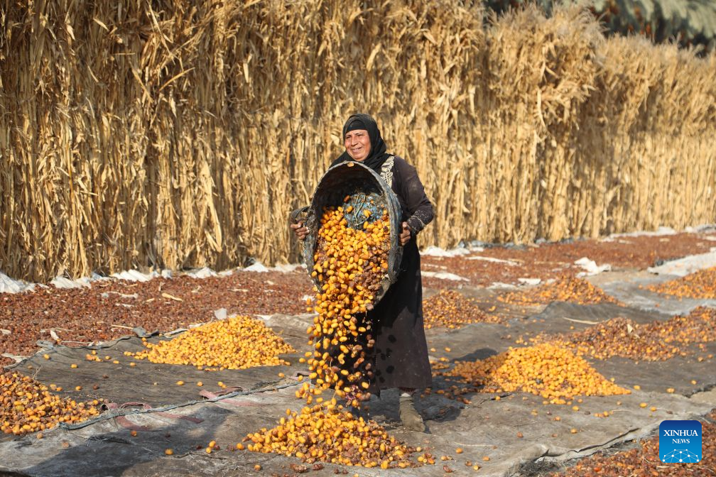 A farmer spreads dates on the ground to dry at Dahshur village in Giza, Egypt, Sept. 22, 2026. (Xinhua/Ahmed Gomaa)