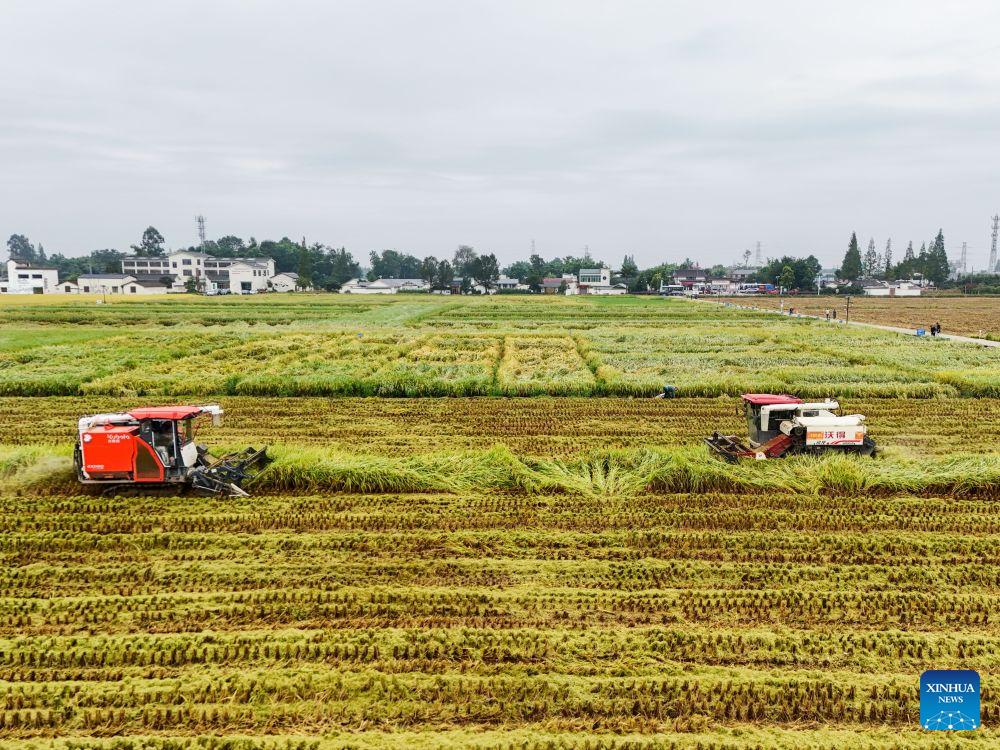 A drone photo shows reapers harvesting rice at a paddy field in Yongfeng Village of Meishan, southwest China's Sichuan Province, Sept. 14, 2026. Local farmers are making the most of the harvest season, coordinating agricultural machinery to harvest the paddy field. (Xinhua)