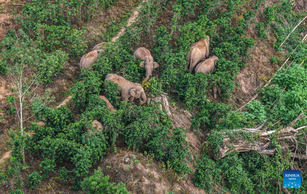 An aerial drone photo taken on May 27, 2026 shows a herd of elephants in Dadugang Township of Jinghong City, Xishuangbanna Dai Autonomous Prefecture, southwest China's Yunnan Province. The short-nose family of wild Asian elephants captured worldwide attention in 2021 after roaming more than 1,400 kilometers across Yunnan Province. It returned to its traditional habitat with 14 members. Embracing two calves born this year, members of the family have since grown to 21.
Yunnan has developed a comprehensive approach to Asian elephant conservation that combines habitat restoration, connected habitats, scientific monitoring and early warning, community participation and cross-border cooperation. The province is also home to the Xishuangbanna Asian Elephant Breeding and Rescue Center, which has rescued and rehabilitated more than 30 wild Asian elephants since its establishment in 2009.
China has established 11 nature reserves covering a total of 5,098 square kilometers across wild Asian elephant habitats. The country's wild Asian elephant population has risen from about 150 in the 1980s to nearly 400 today. (Xinhua/Zhang Keren)