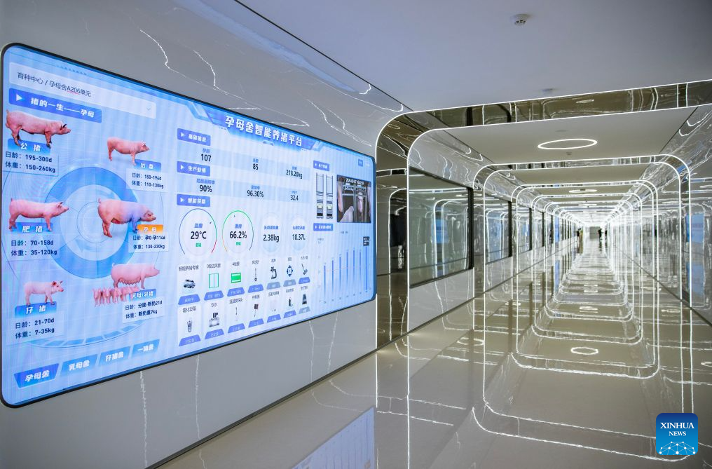 This photo taken on Sept. 7, 2026 shows an information screen at a pig-breeding center in Zhengzhou, central China's Henan Province. The pig-breeding center of Muyuan Foods Group Co., Ltd. covers a total area of 186.67 hectares, including 13 multi-storey pig farms. (Xinhua/Zhang Fan)