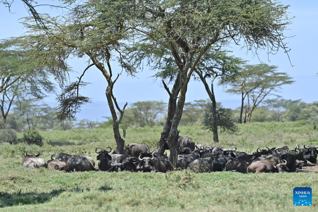Buffalos are seen in the Lake Nakuru National Park in the Great Rift Valley, Nakuru County, Kenya, Aug. 26, 2026. Home to extensive savanna landscapes, abundant wildlife and spectacular natural scenery, Kenya ranks among Africa's major tourism destinations. (Xinhua/Liu Qiong)