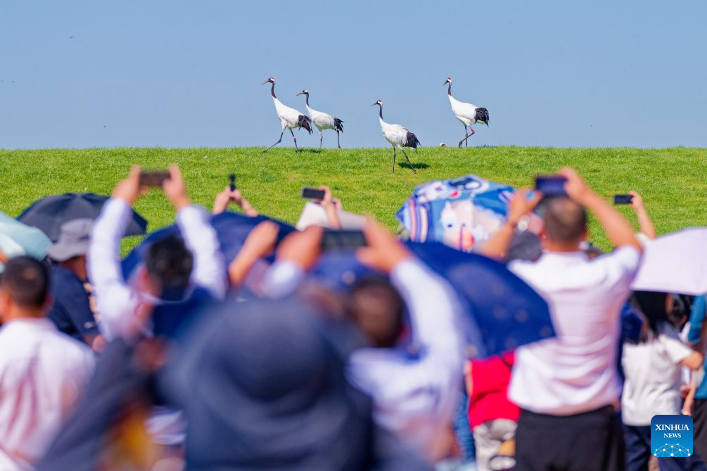 Tourists view red-crowned cranes at Zhalong National Nature Reserve in Qiqihar, northeast China's Heilongjiang Province, Aug. 13, 2026. (Xinhua/Zhang Tao)