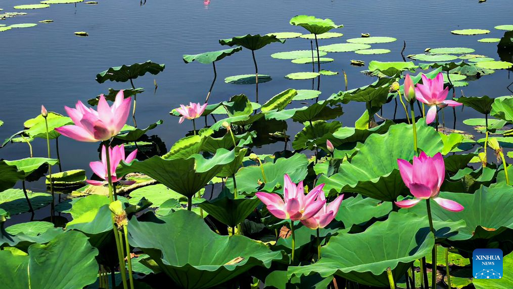 This photo taken on Aug. 8, 2026 shows lotus flowers at the East Lake scenic area in Wuhan, central China's Hubei Province. In early autumn, lotus flowers are in bloom in the East Lake scenic area, which covers 33 square kilometers of water. (Xinhua/Shen Hongbing)