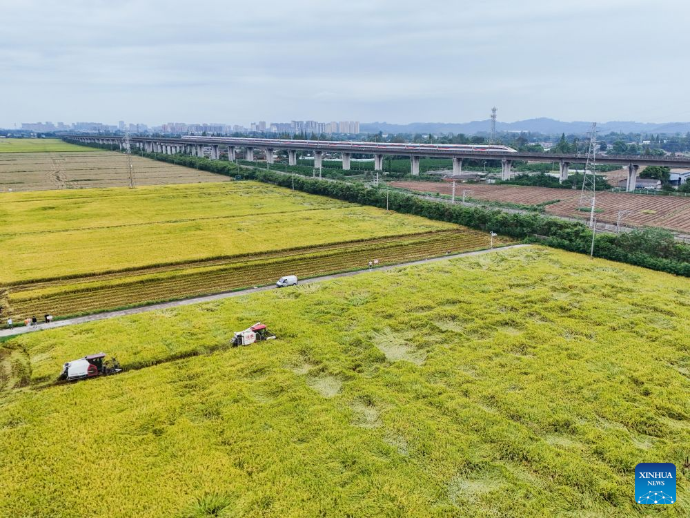 A drone photo shows reapers harvesting rice at a paddy field in Yongfeng Village of Meishan, southwest China's Sichuan Province, Sept. 14, 2026. Local farmers are making the most of the harvest season, coordinating agricultural machinery to harvest the paddy field. (Xinhua)