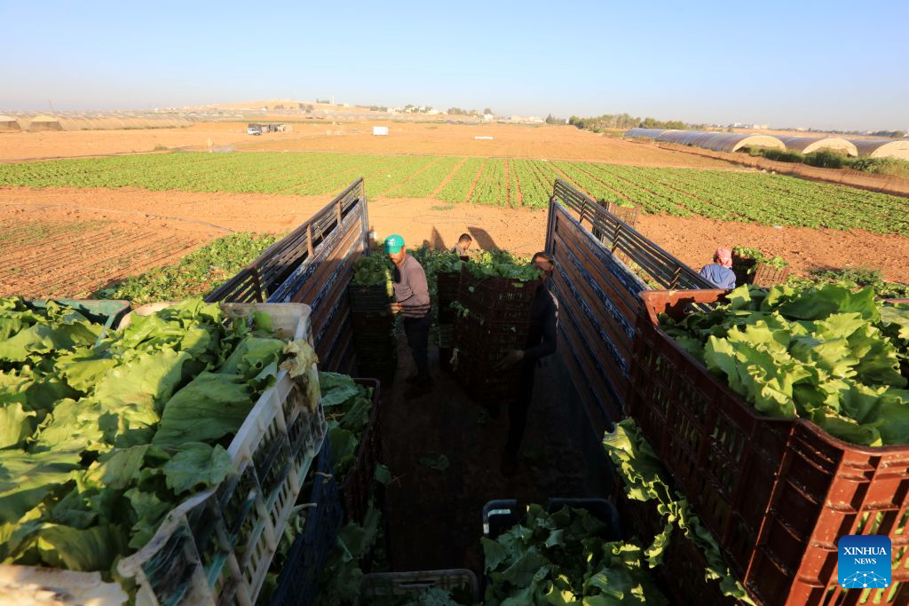 Farmers load boxes of harvested lettuce onto a truck in southern Amman, Jordan, Sept. 7, 2026. (Photo by Mohammad Abu Ghosh/Xinhua)