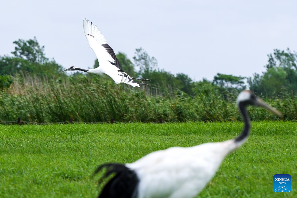 Red-crowned cranes are pictured at the Red-crowned Crane Wetland Ecological Tourism Zone in Yancheng, east China's Jiangsu Province, on Aug. 13, 2026. The endangered red-crowned crane is under national first-class protection. (Xinhua/Li Bo)