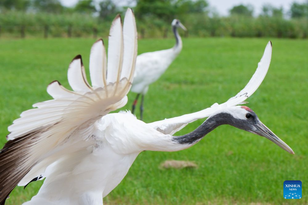 A red-crowned crane is pictured at the Red-crowned Crane Wetland Ecological Tourism Zone in Yancheng, east China's Jiangsu Province, on Aug. 13, 2026. The endangered red-crowned crane is under national first-class protection. (Xinhua/Li Bo)