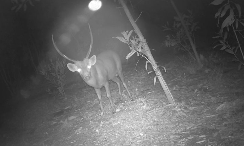 This undated photo shows a Hog Deer in Koh Kong province of Cambodia. (Cambodian Ministry of Environment/Handout via Xinhua)
