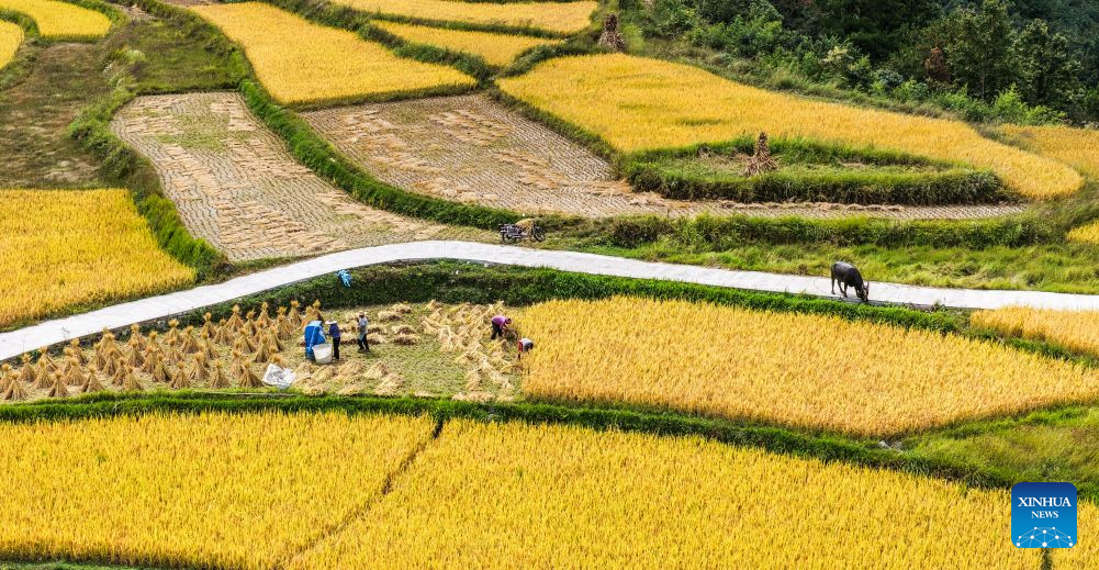 A drone photo shows farmers harvesting paddy rice in a field at Zhongtang Village of Changshun County, Qiannan Bouyei and Miao Autonomous Prefecture, southwest China's Guizhou Province, Sept. 18, 2026. A total of 118,500 mu (about 7,900 hectares) of paddy rice in the county has entered the harvest season. Farmers here are working hard to make the most of the fine weather over the recent days. (Xinhua/Tao Liang)