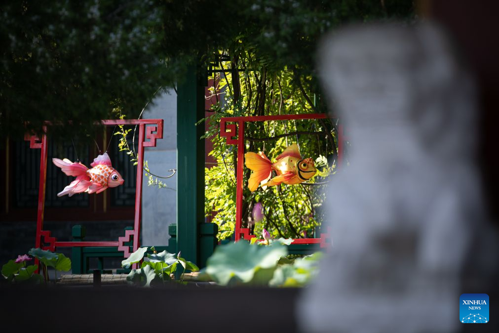 This photo taken on Aug. 11, 2026 shows a scene of a goldfish exhibition at the Prince Kung's Palace Museum in Beijing, capital of China. The museum opened its fifth goldfish exhibition on Tuesday. (Xinhua)